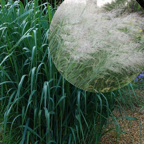 Panicum virgatum 'Dallas Blues' - Vitshirss 'Dallas Blues' P9/0,55L 